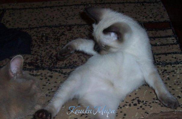 Я Чензара -каратистка!!!