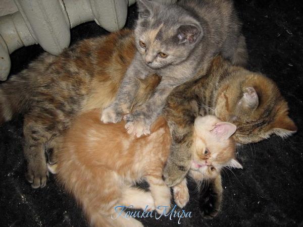 Массажный салон