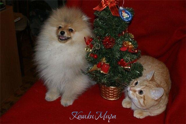 Два рыжих тигра в год тигра