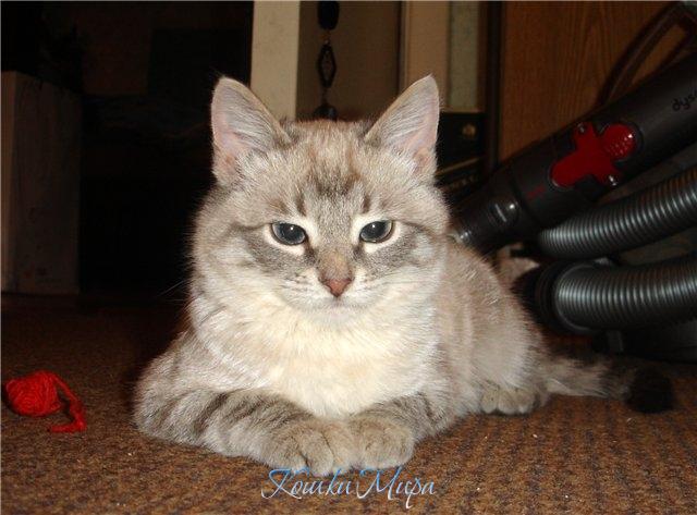 04 - Привет, красавчик!