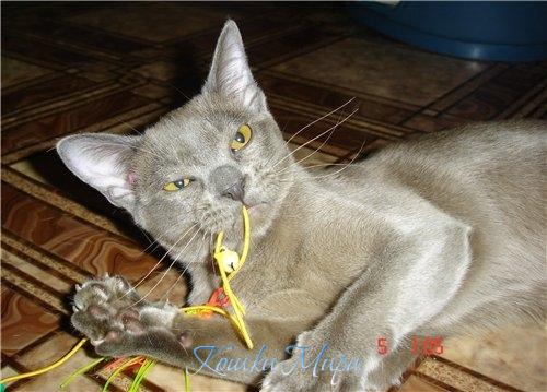 23 - прекрасная охотница