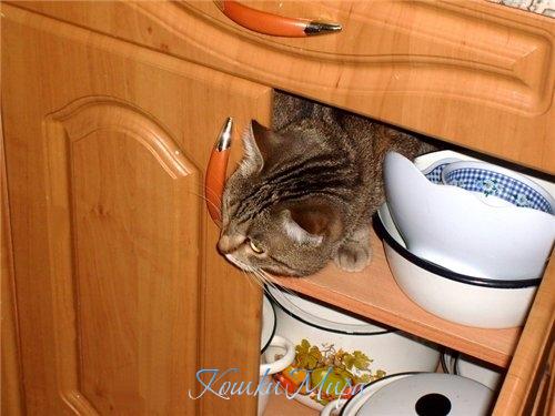 Мама, я забыл, ты что просила достать - кастрюлю или миску?