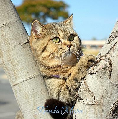 Песчаный  кот - британский кот Яшка на прогулке