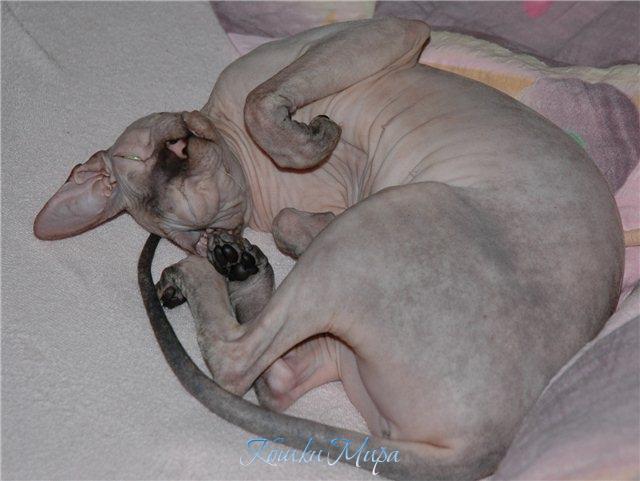 Очень сладкий сиреневый сон...