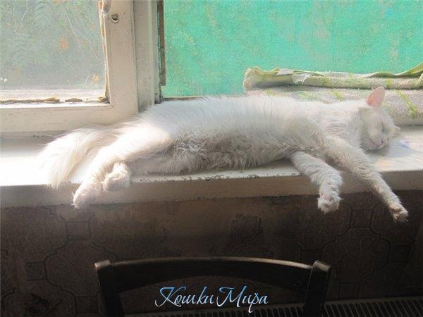 Летние сновидения