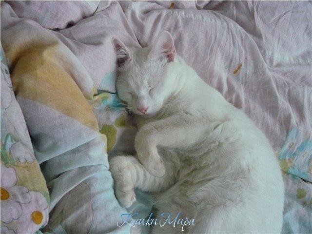 Сон приснился слишком сладкий,  Хочу досмотреть его украдкой