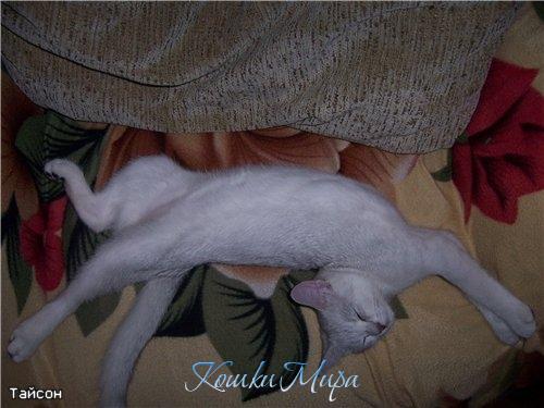 Как сладок сон на мягком кресле...  Тайсон.