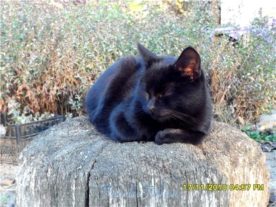 Прилягу на пенек   И подремаю часок.