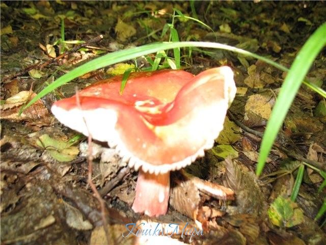 И вновь душа сомнений лишена,  Покоя набирается без спешки.  …И каплю обронила тишина  В фаянсовое блюдце сыроежки.