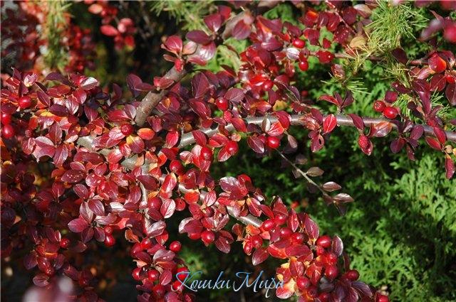 Осенние наряды