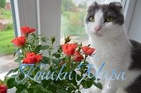 Лисёна