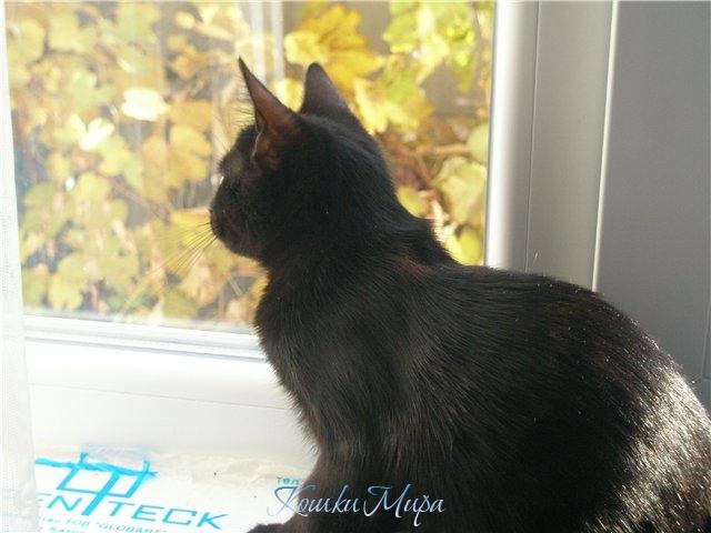 Лирическая роль)