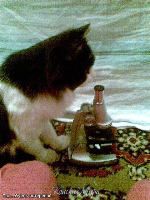 Кот_Биолог
