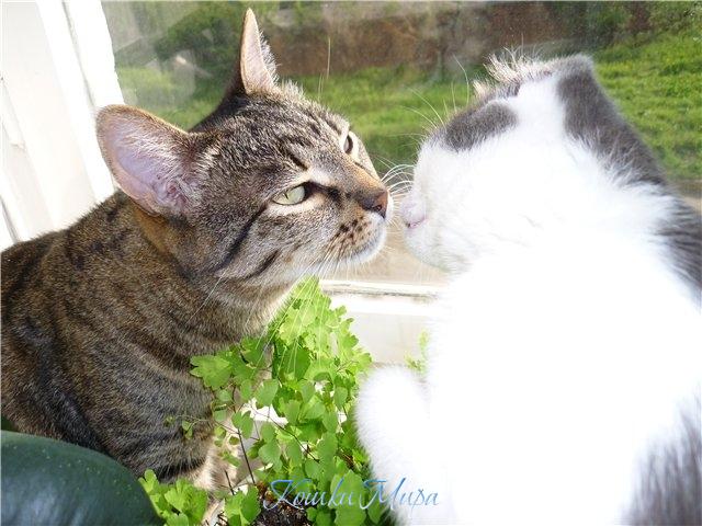 Пойманный кошачий поцелуйчик