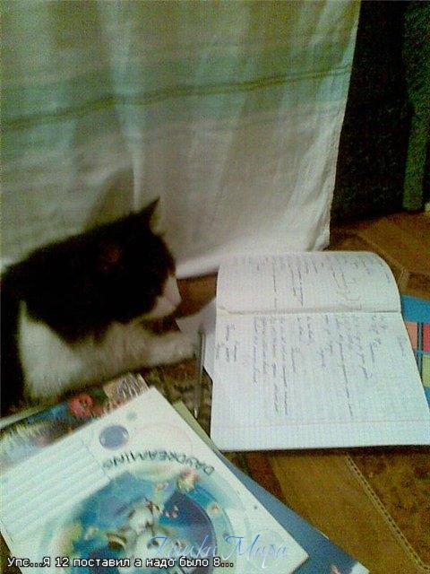 Кот - учитель. (До чего дошел прогресс до невиданных чудес! Коты учат всех детей!!!