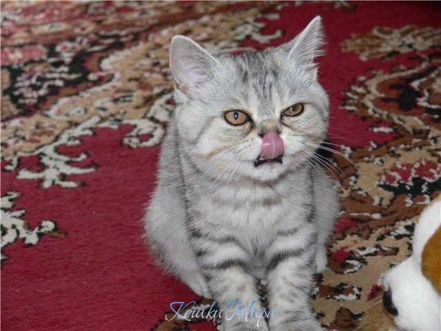 Вкусно было, просто класс! И умоюсь я сейчас!