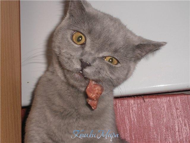 Настоящий хЫщник!