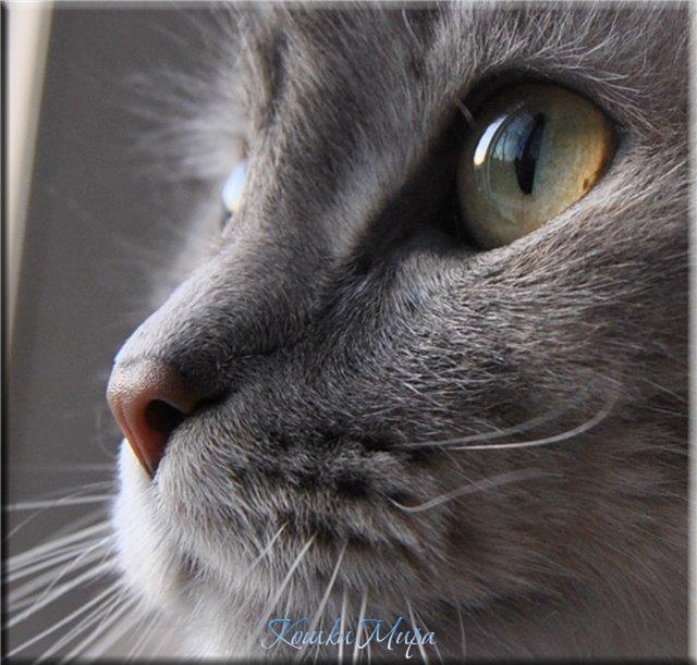 Макро-взгляд