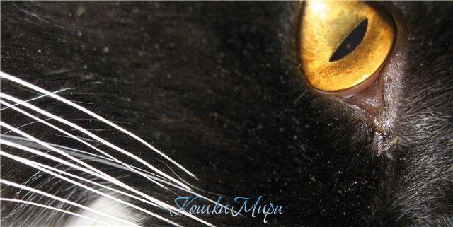 Murmurcat Filadelfia