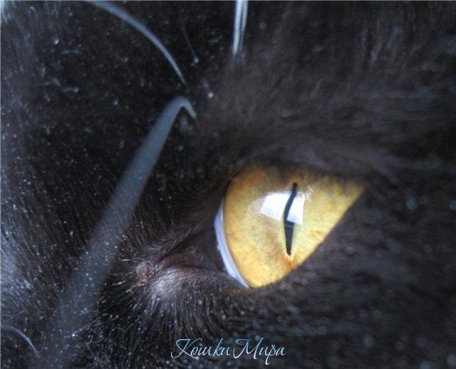 Murmurcat Filadelfia