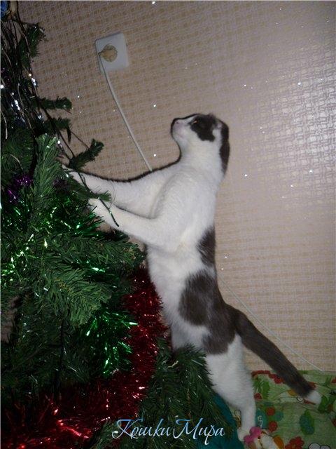 Кошка, которой вечно неймётся