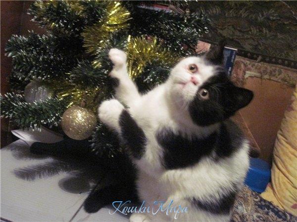 В шубе и рядом с ёлкой, кто это? Конечно КОТ, а вы что подумали?