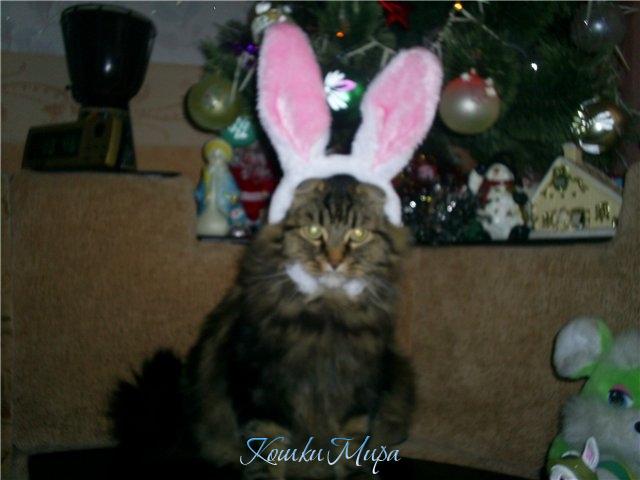 Новогодний котозайчик Сима