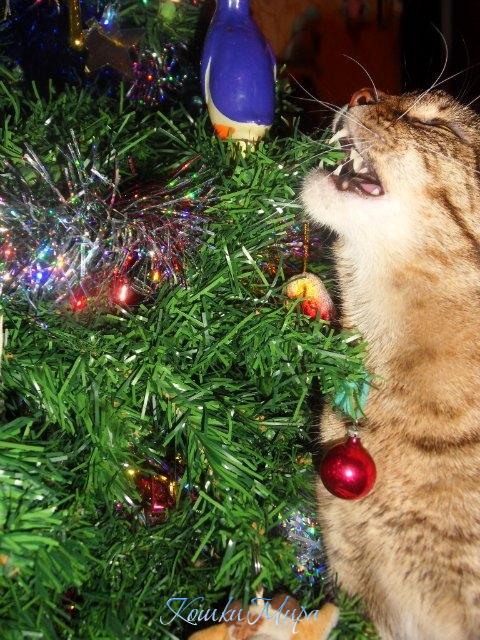 Красивая-то красивая.....А вот вкусная ли?