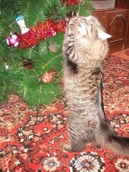 И мне Дед Мороз вкусненького принёс!