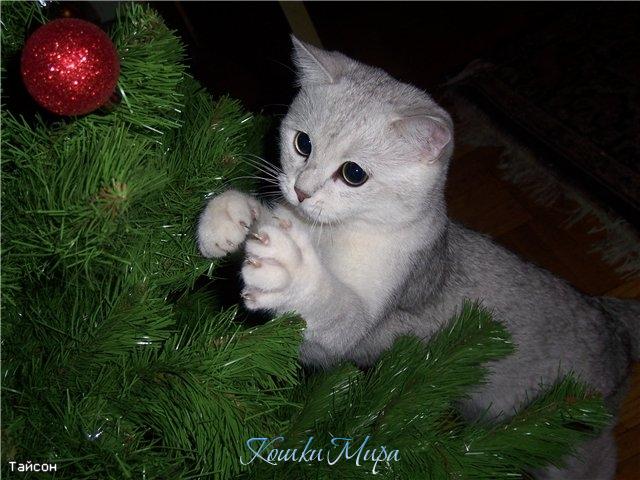 Последний шарик остался и доберусь до звезды!