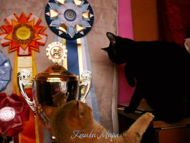 Ну-ка ты,Рыжая!! Брысь отсюда! Это МОИ награды!!!