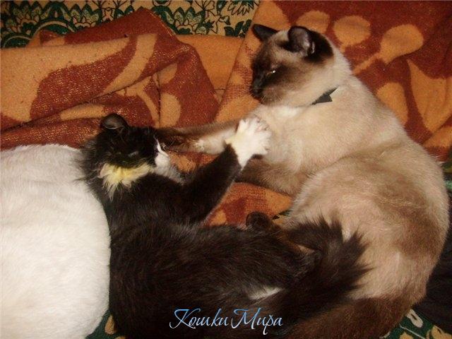 Я тебе всю шерсть выдергаю!