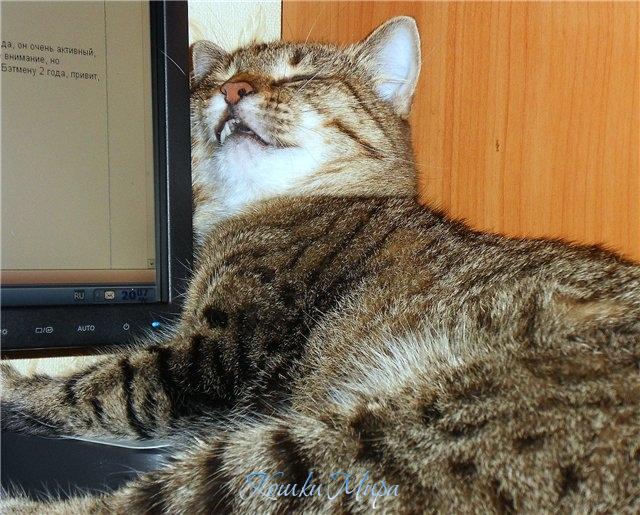 Атака прошла удачно, умаялась....., теперь не грех и похрапеть.