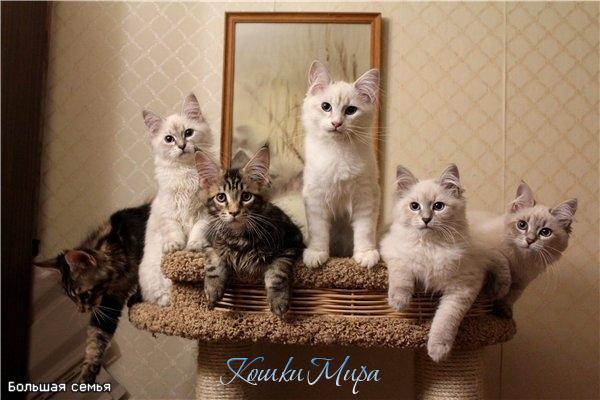 Бригада хвостатых разрушителей