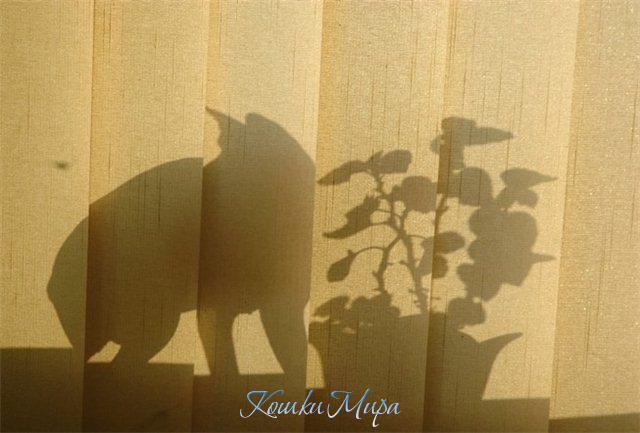 Театр теней