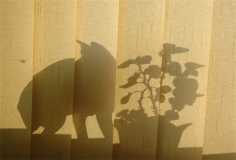 Театр теней