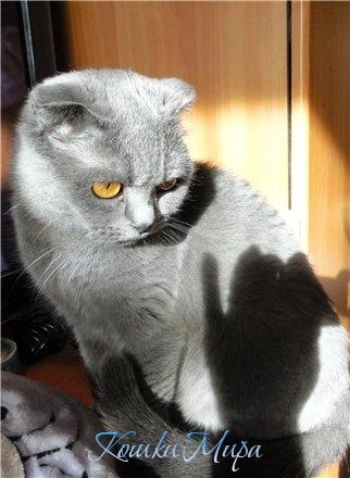 Фото кошки плюс тень...