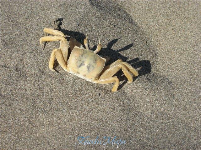 Тень на песке