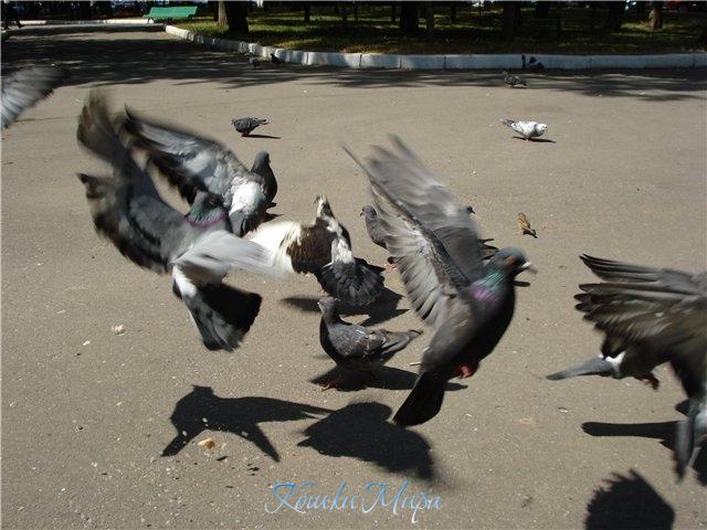 Тени улетевших птиц