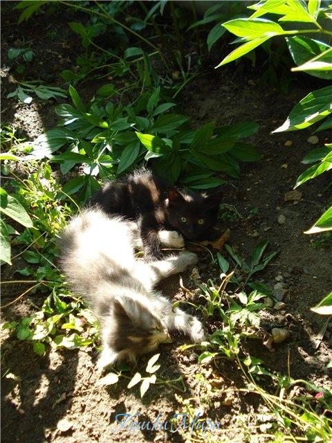 Игра - найди котенка))