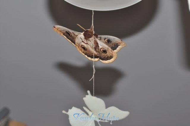 Трио. Одна бабочка-настоящая