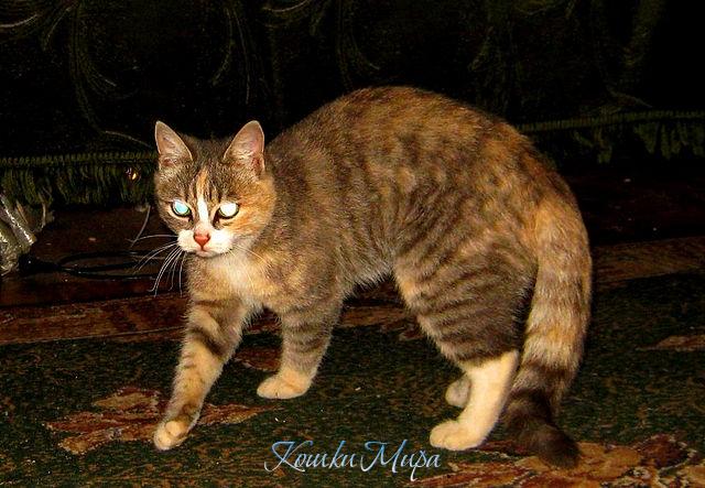 Не подходи, хуже будет!!