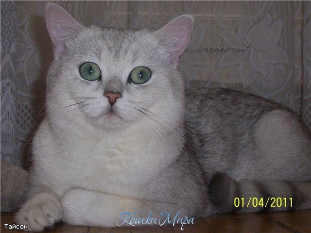 Зелёный взгляд твоих   Прозрачных отражений,  Блуждает в зеркалах,  Играя с тишиной...