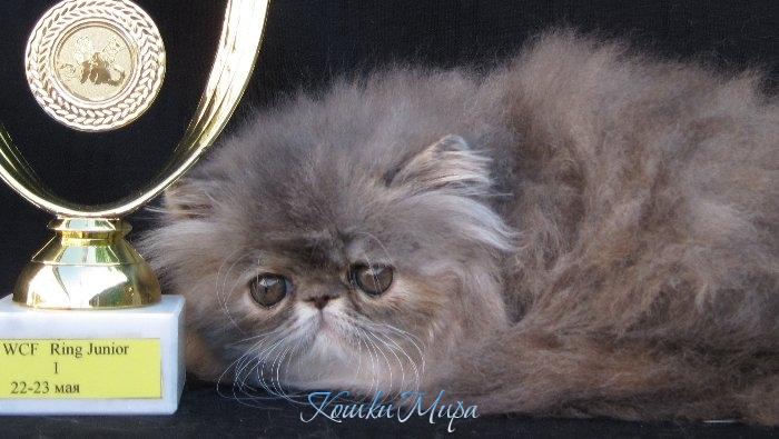 Это собака? Монстр какой то!!!