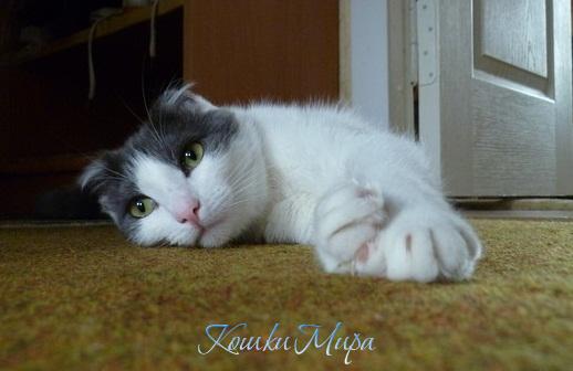 Мечтательница любимая моя