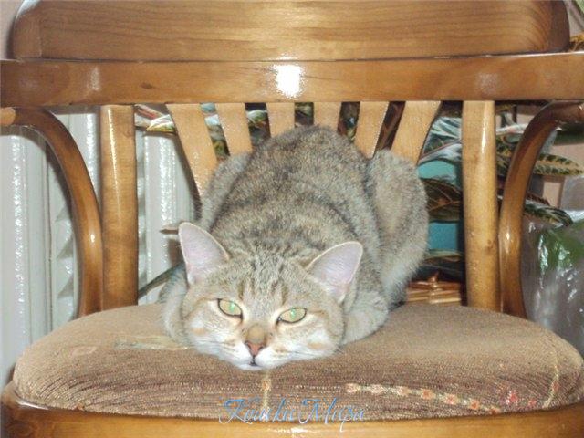 Вот так всегда - пока фотик принесут - уснуть можно