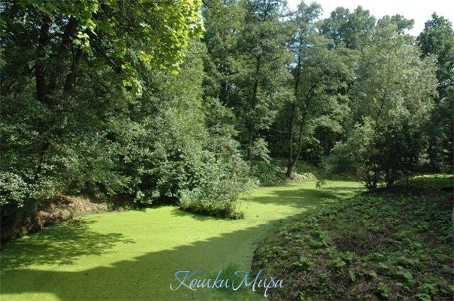 Лето - это море зелёного цвета