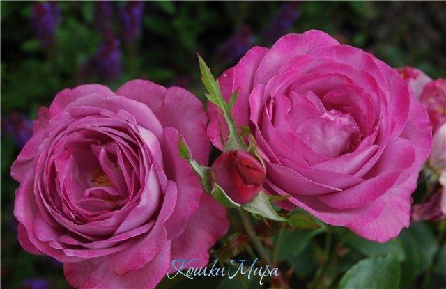 Лето-это природы цветение,  каждый цветок - как венец творения!..