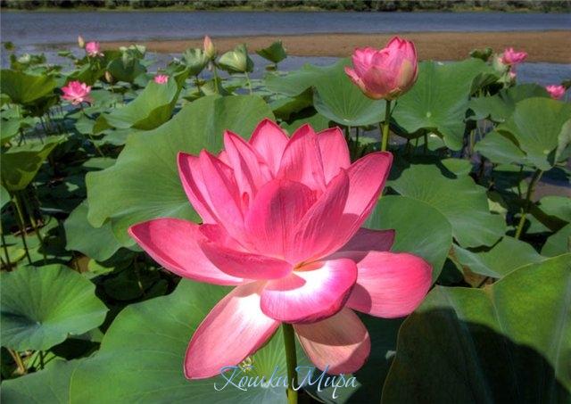 Лето-это царство цветущего лотоса