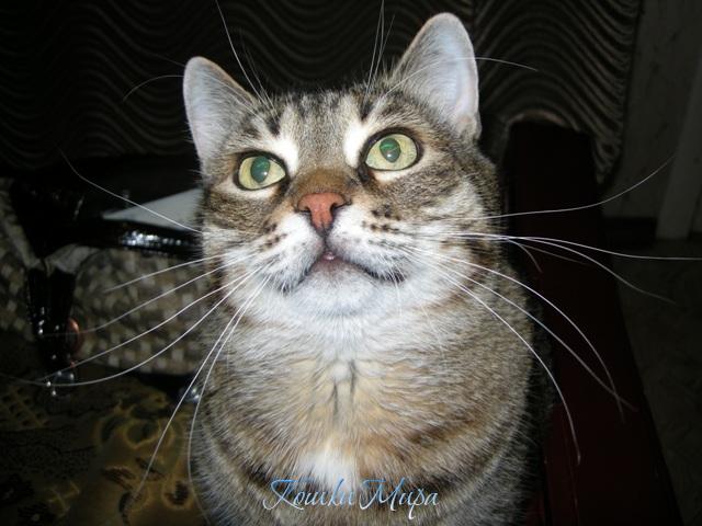 Киса-краса, длинные усы!